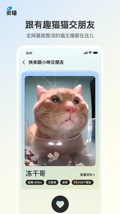 哈啰街猫 截图2
