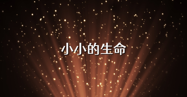 小小的生命
