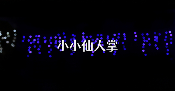 小小仙人掌