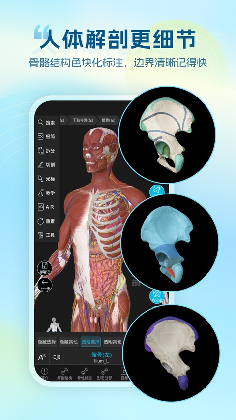 维萨里3D解剖 截图1