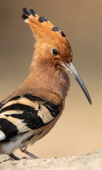 Merlin鳥種鑒定 截圖1