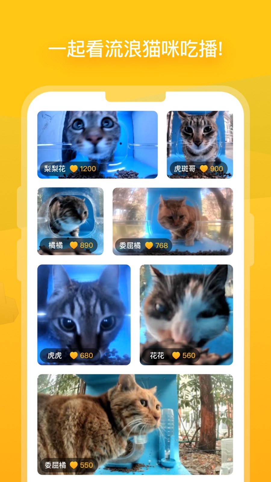 街猫新版 截图4