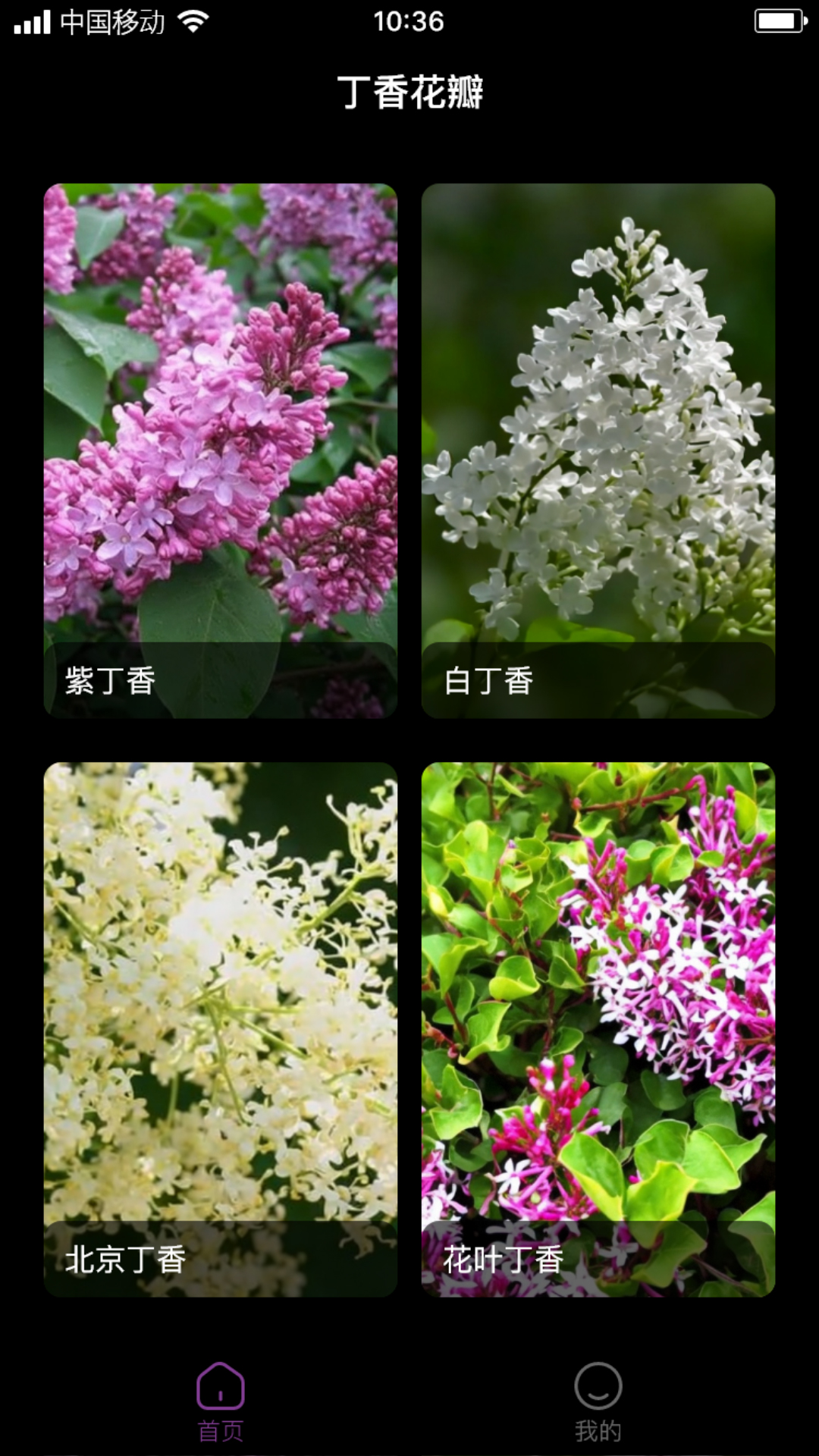 丁香花瓣 截图1