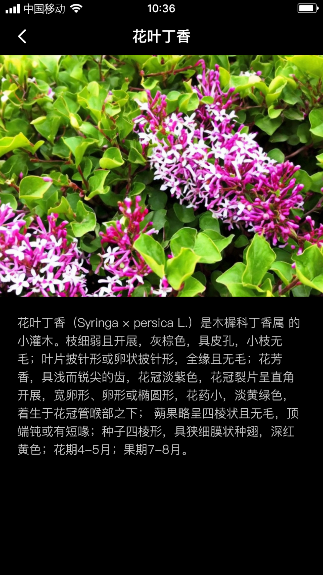 丁香花瓣 截图3