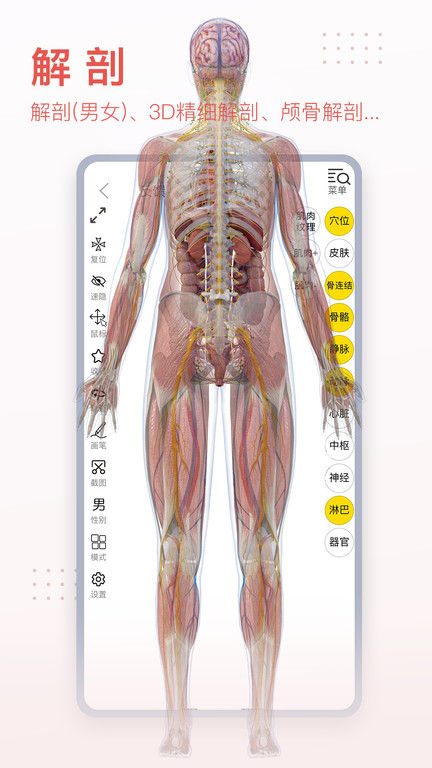 3dbody解剖图 截图5