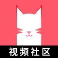 猫咪app视频正版